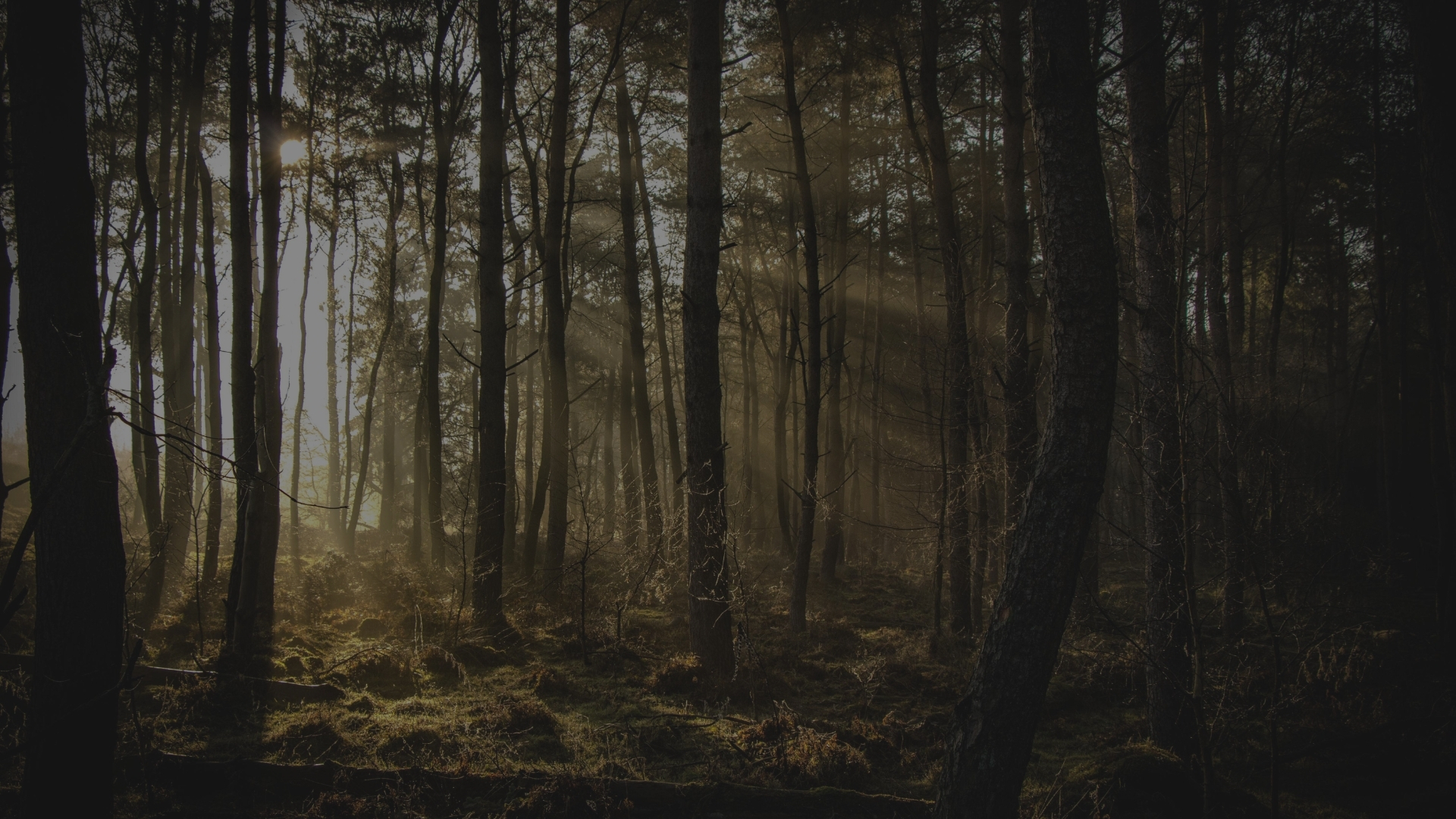 webinar ddm for sap applications e sap business ai i documenti diventano processi