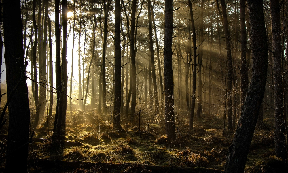 webinar ddm for sap applications e sap business ai i documenti diventano processi